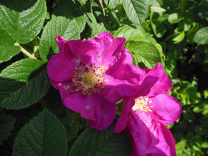 Фото Олег Д.