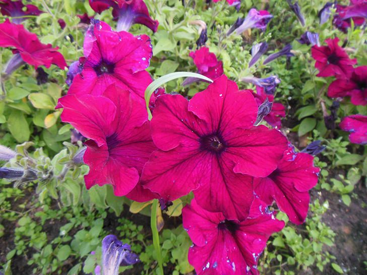 Фото Олег Д.