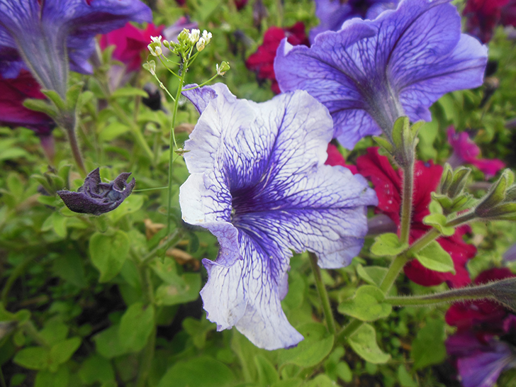 Фото Олег Д.