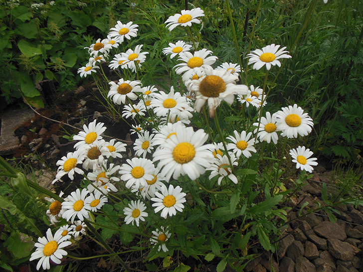 Фото Олег Д.