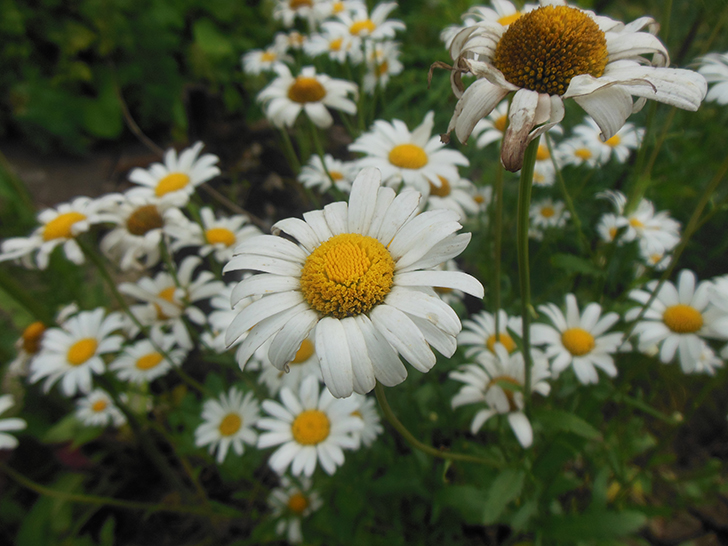 Фото Олег Д.