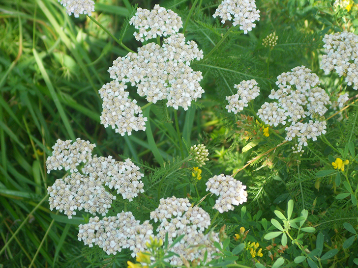 Фото Олег Д.