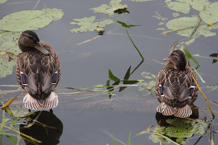 Высоковск (фото Е.Елиной и В.Кузьмина, июнь 2021 года)