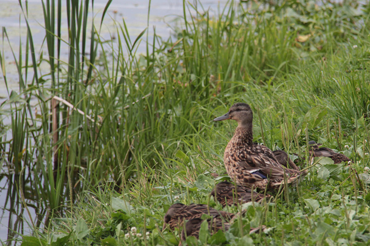 Высоковск (фото Е.Елиной и В.Кузьмина, июнь 2021 года)
