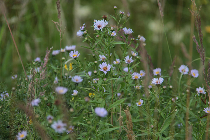 Высоковск (фото Е.Елиной и В.Кузьмина, июнь 2021 года)