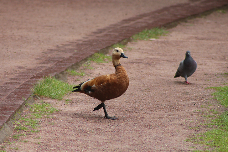 Москва, Царицино (фото В.Кузьмин, июнь, 2025)