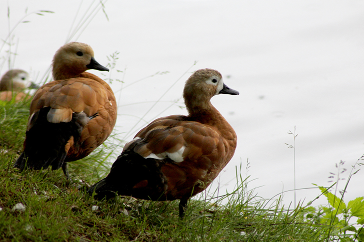 Москва, Царицино (фото В.Кузьмин, июнь, 2025)