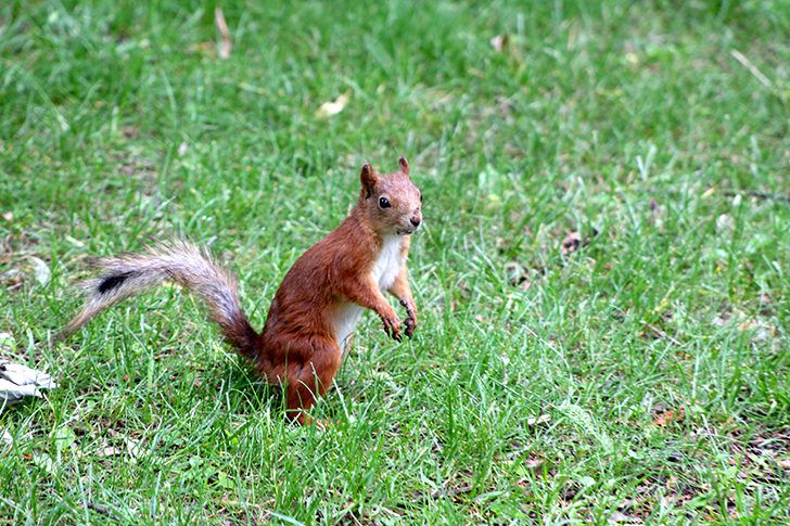 Москва, Царицино (фото В.Кузьмин, июнь, 2025)