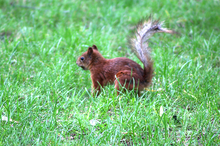 Москва, Царицино (фото В.Кузьмин, июнь, 2025)