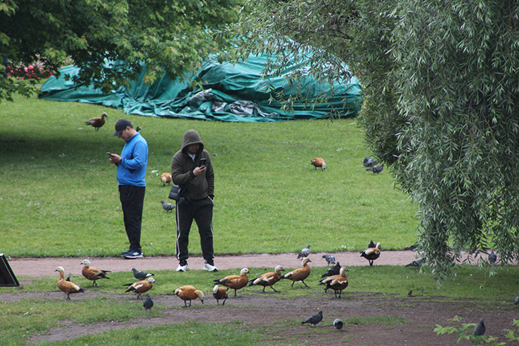 Москва, Царицино (фото В.Кузьмин, июнь, 2025)