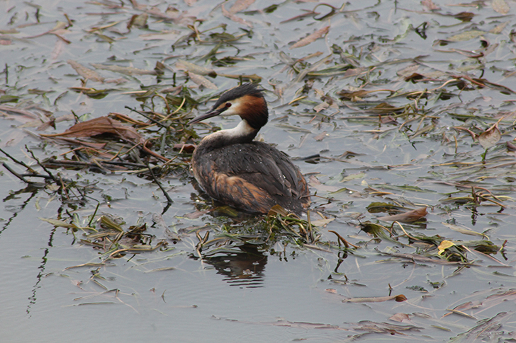 Москва, Царицино (фото В.Кузьмин, июнь, 2025)
