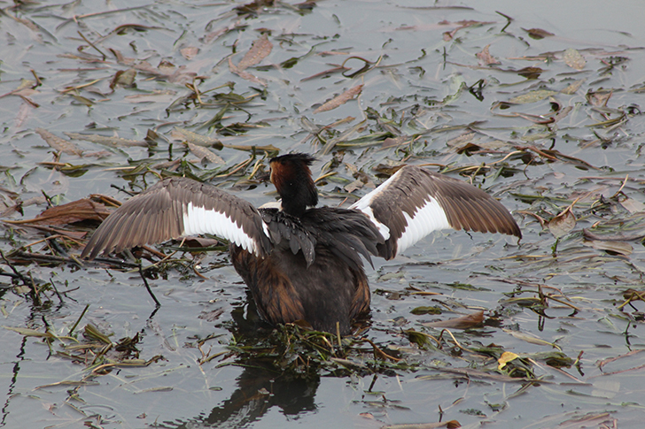 Москва, Царицино (фото В.Кузьмин, июнь, 2025)