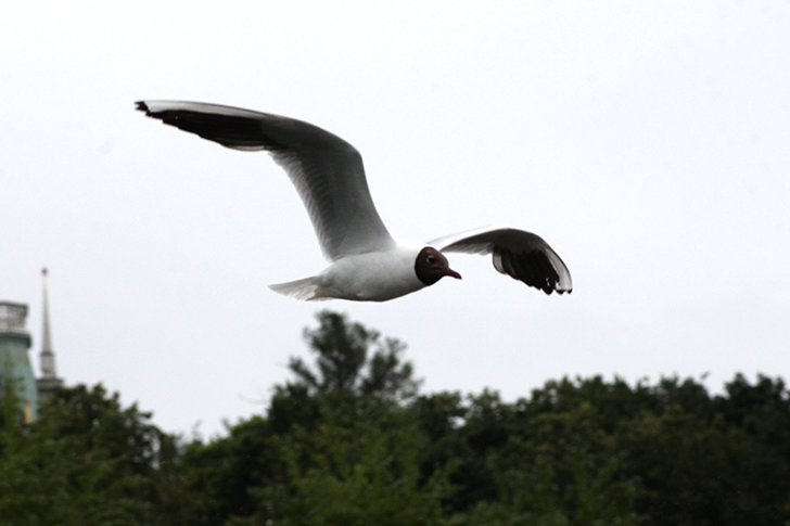 Москва, Царицино (фото В.Кузьмин, июнь, 2025)
