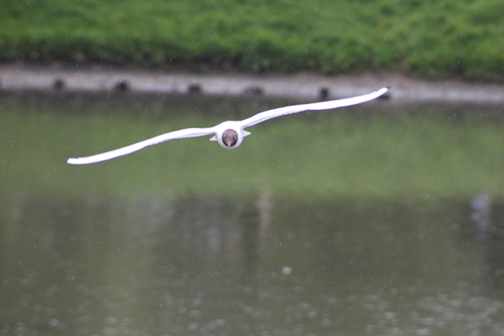 Москва, Царицино (фото В.Кузьмин, июнь, 2025)