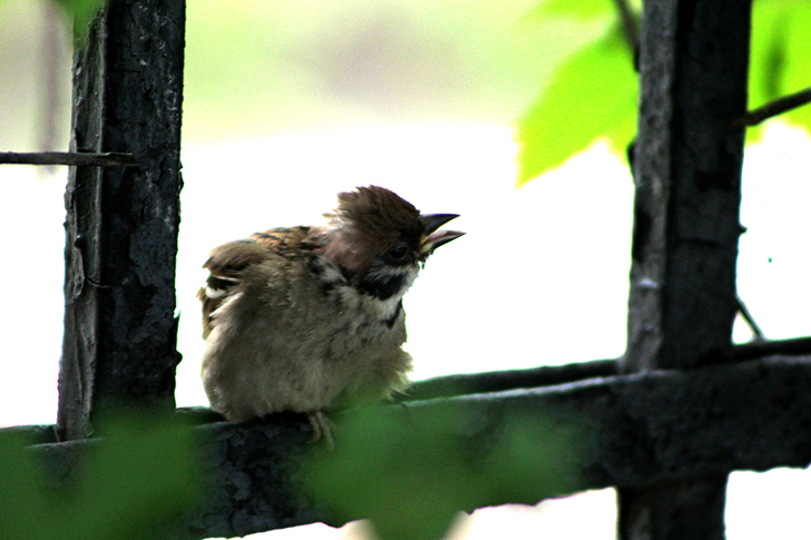Москва, Царицино (фото В.Кузьмин, июнь, 2025)