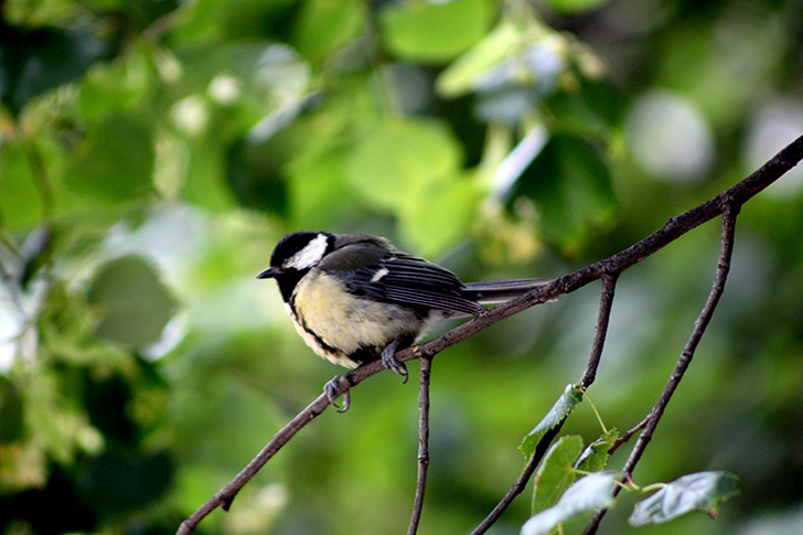 Москва, Царицино (фото В.Кузьмин, июнь, 2025)