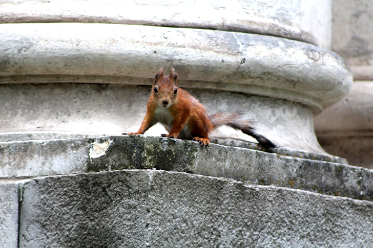 Москва, Царицино (фото В.Кузьмин, июнь, 2025)