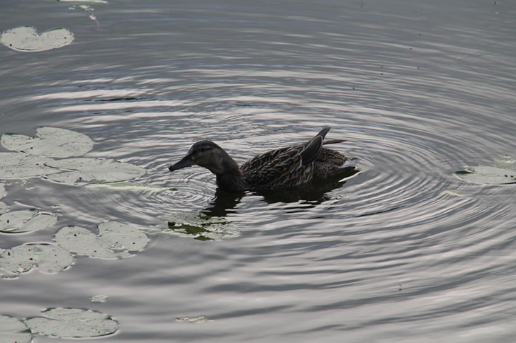 г.Высоковск, лето 2021 (фото Василия и Дмитрия Кузьминых, июнь 2021 года)