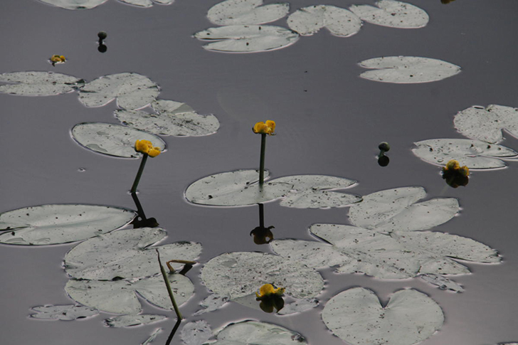 г.Высоковск, лето 2021 (фото Василия и Дмитрия Кузьминых, июнь 2021 года)