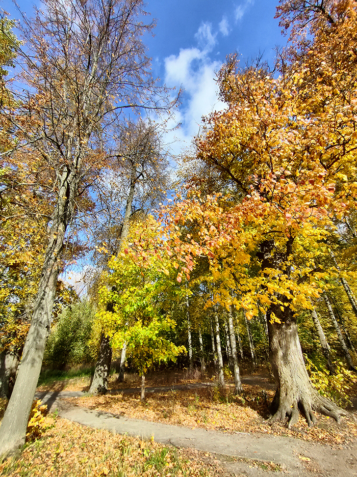 Золотая осень (фото Олег Д., 2022 год)
