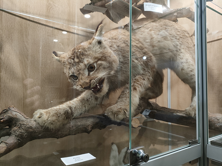 Клинский краеведческий музей (фото Олег Д., 2023 год)