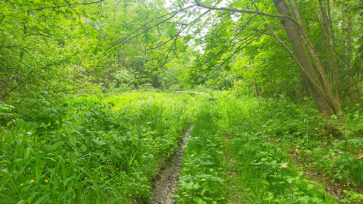 Фото В.Кузьмин (июнь, 2025)