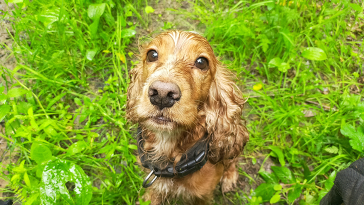 Пес Гарри (фото В.Кузьмин, июнь, 2025)