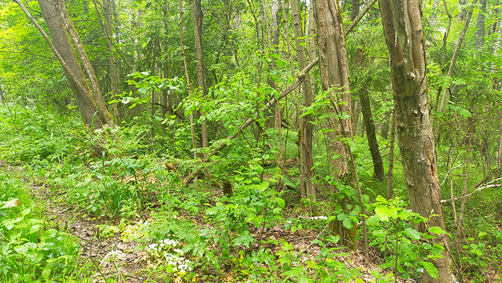 Фото В.Кузьмин (июнь, 2025)