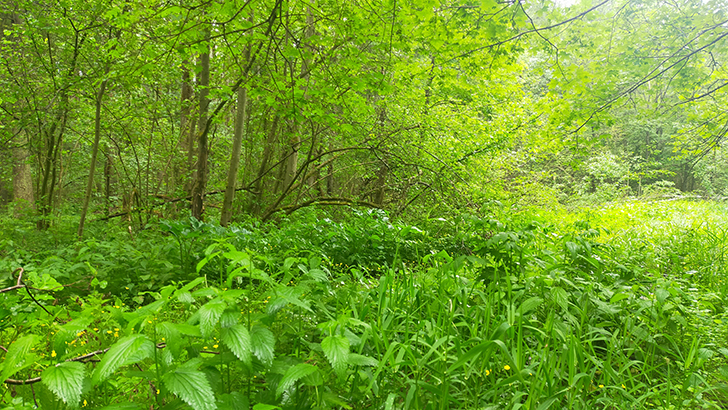 Фото В.Кузьмин (июнь, 2025)