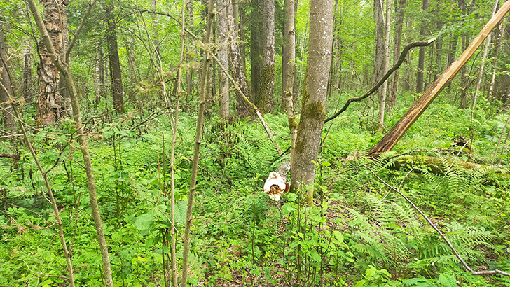 Фото В.Кузьмин (июнь, 2025)