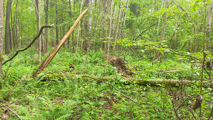 Фото В.Кузьмин (июнь, 2025)