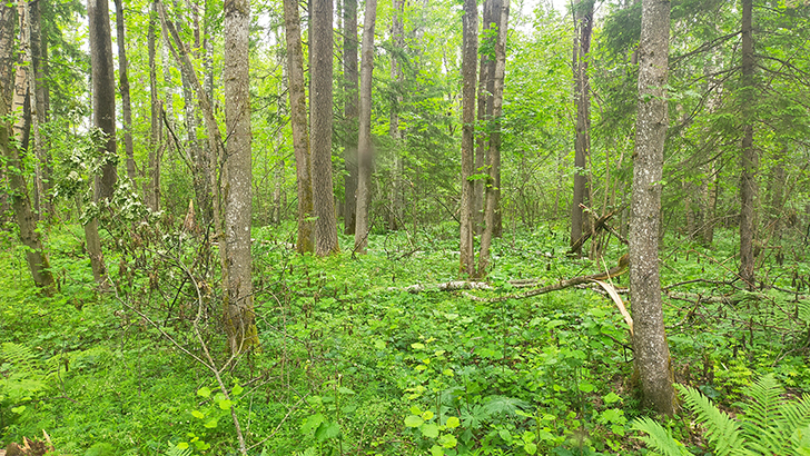 Фото В.Кузьмин (июнь, 2025)
