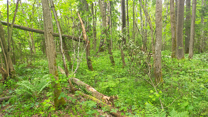 Фото В.Кузьмин (июнь, 2025)