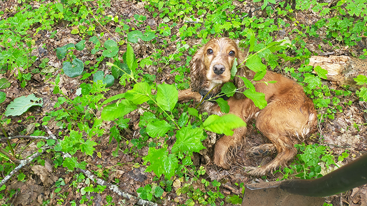 Пес Гарри (фото В.Кузьмин, июнь, 2025)