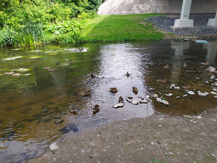 Парк культуры и отдыха Сестрорецкий, город Клин (фото Олег Д., 2019 год)