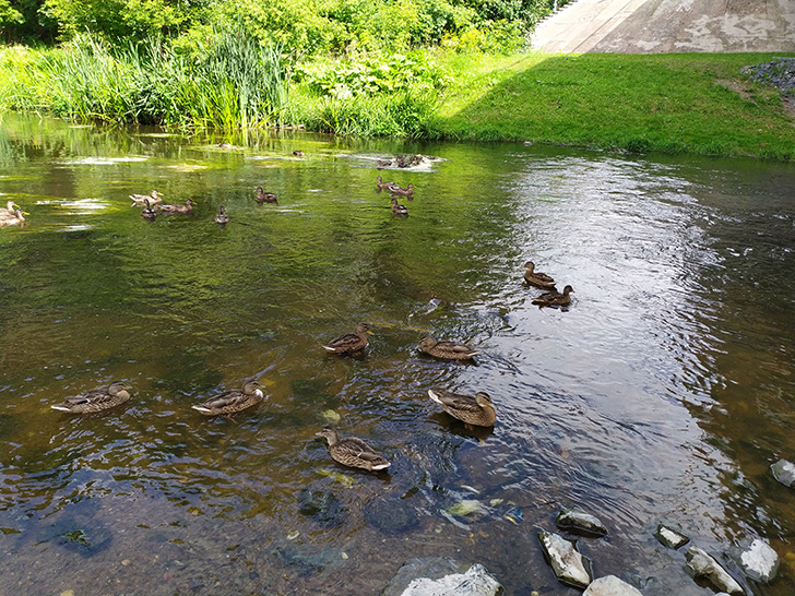 Парк культуры и отдыха Сестрорецкий, город Клин (фото Олег Д., 2019 год)