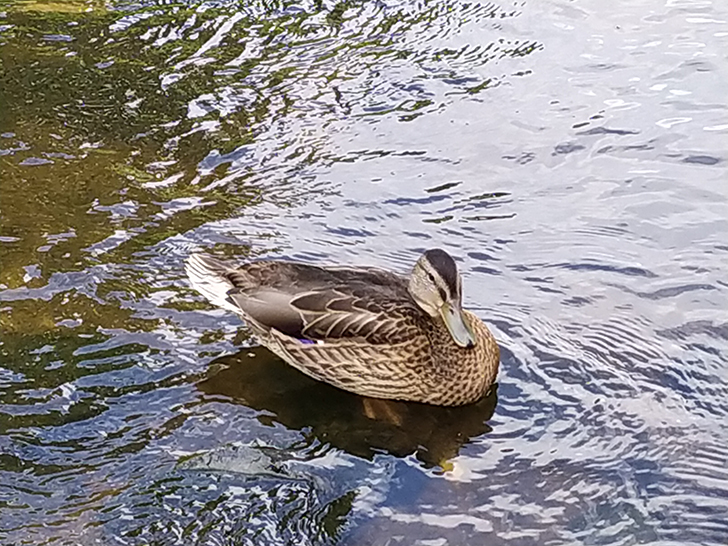 Парк культуры и отдыха Сестрорецкий, город Клин (фото Олег Д., 2019 год)