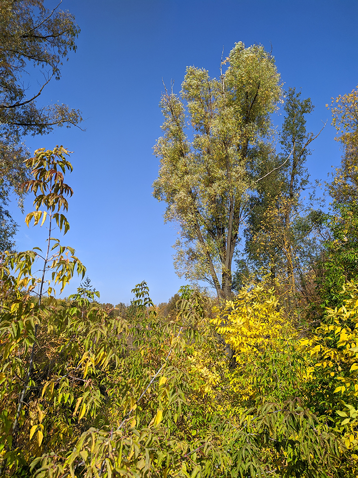 Золотая осень (фото Олег Д., 2020 год)