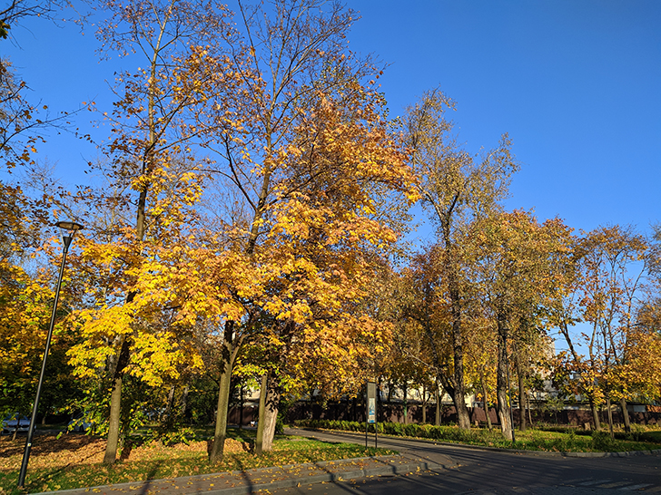 Золотая осень (фото Олег Д., 2020 год)