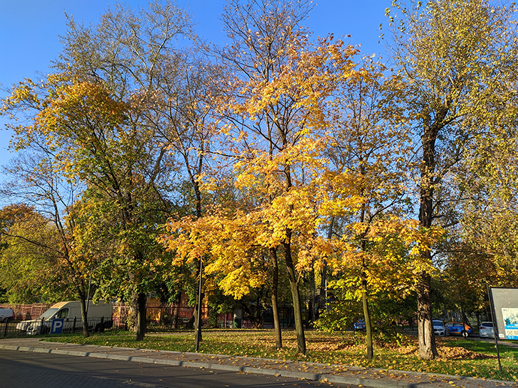 Золотая осень (фото Олег Д., 2020 год)