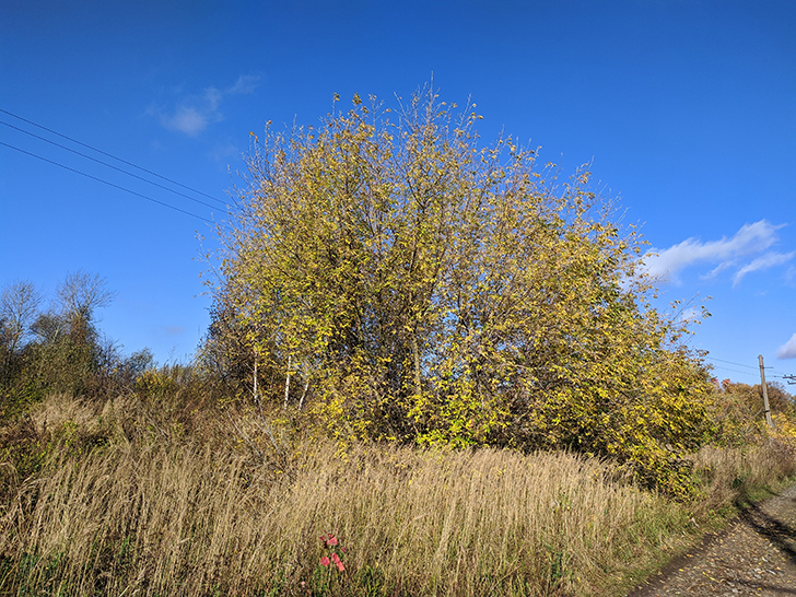 Золотая осень (фото Олег Д., 2020 год)