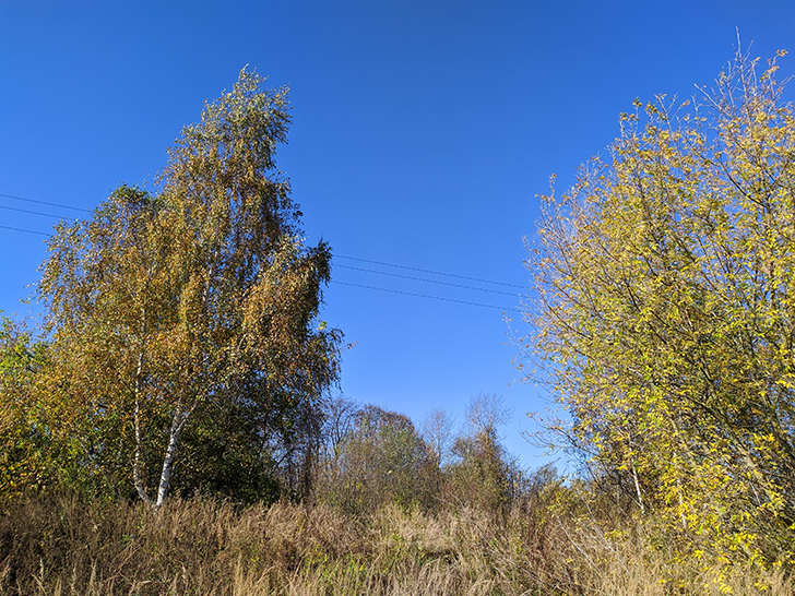 Золотая осень (фото Олег Д., 2020 год)