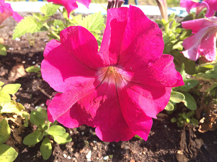 Фото Олег Д.