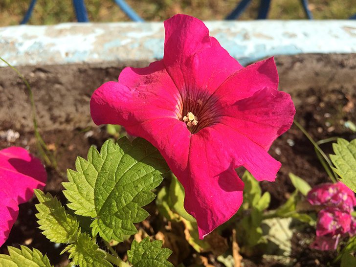 Фото Олег Д.