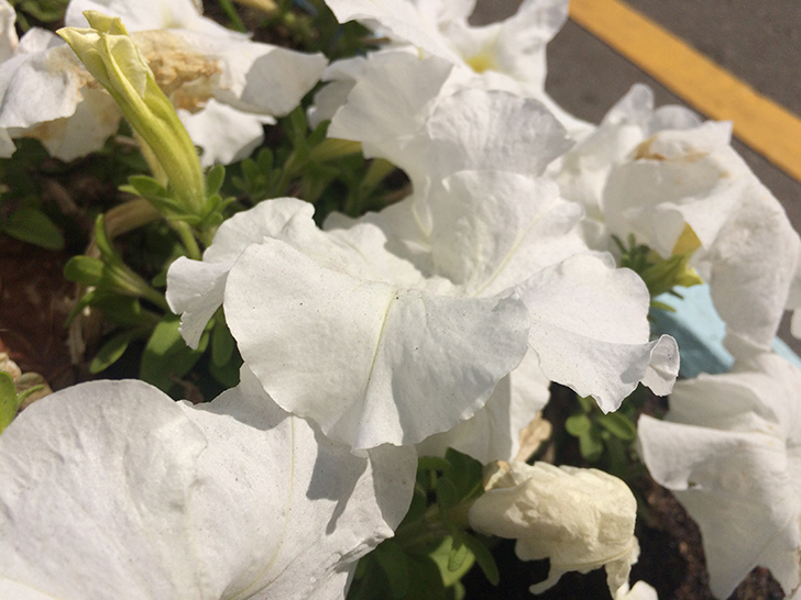 Фото Олег Д.