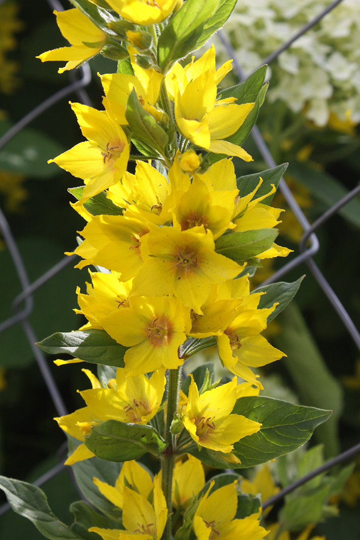 Фото В.Кузьмин