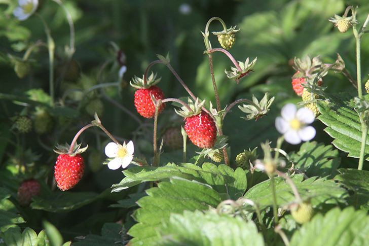 Фото В.Кузьмин