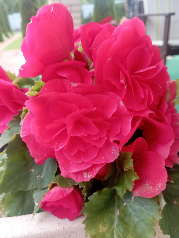 Красота в любую погоду от пышного цветения бегоний (фото В.Молодцова, июль, 2025)