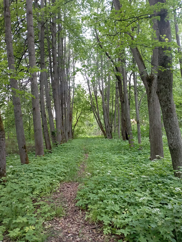 Высоковск (фото В.Молодцова, июль, 2025)