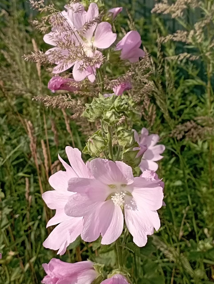 Деревенские красоты лета (фото В.Молодцова, июль, 2025)